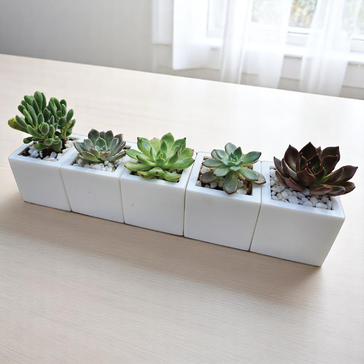 Chroma Mini Planter Set of 5