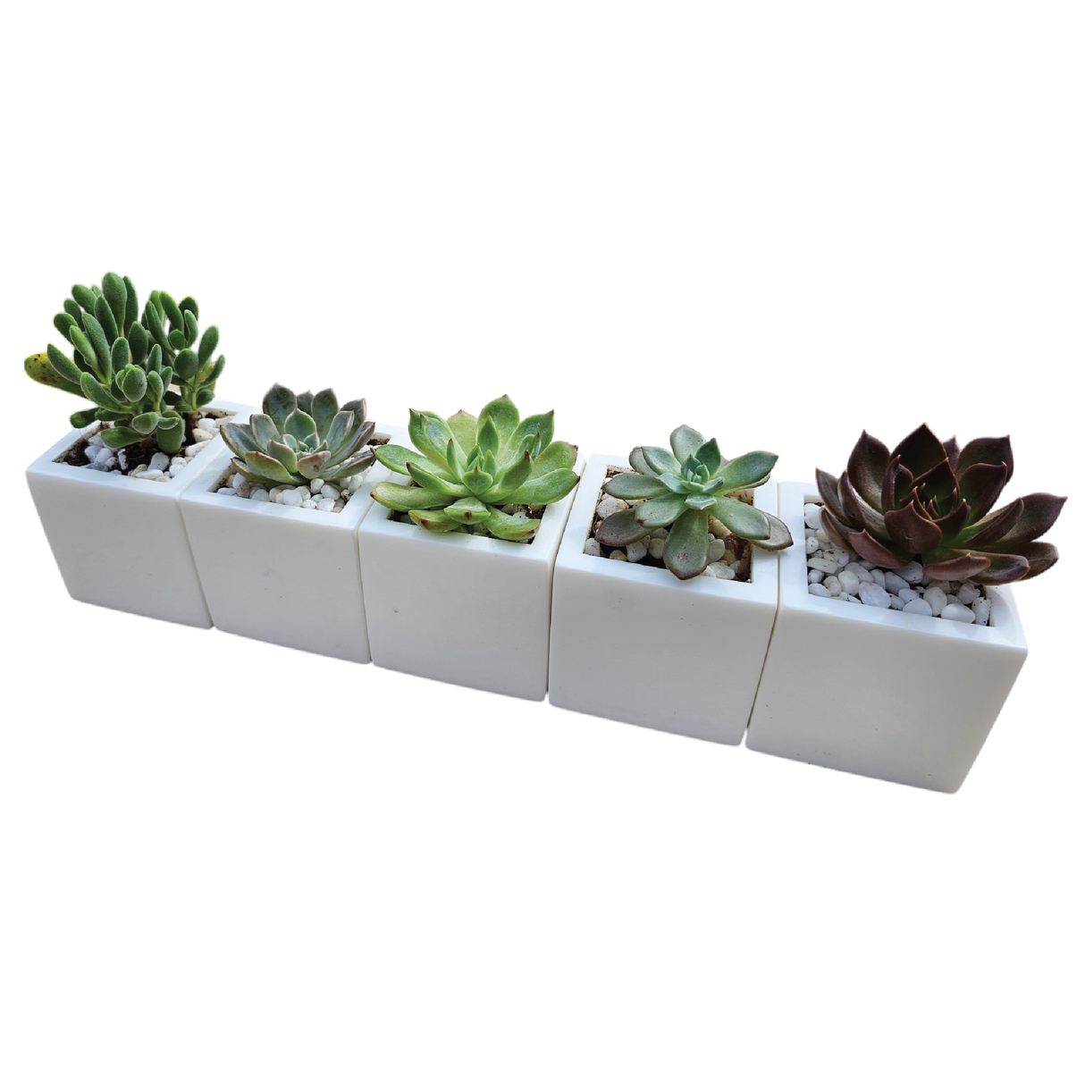 Chroma Mini Planter Set of 5
