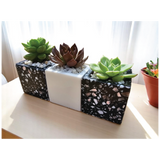 Chroma Mini Planter Set of 3
