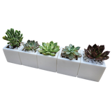 Chroma Mini Planter Set of 5